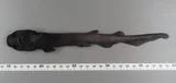 Black Roughscale Catshark, photographed in Galicia