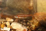 Rosyside Dace, photographed in Tennessee