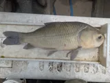 Bigmouth Buffalo, photographed in Arkansas