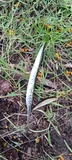 Asian Needlefish, photographed in Odisha