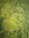 Brindled Madtom, photographed in West Virginia